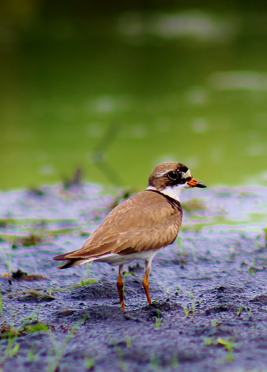 Semipalmated Plover - Jesse Alan