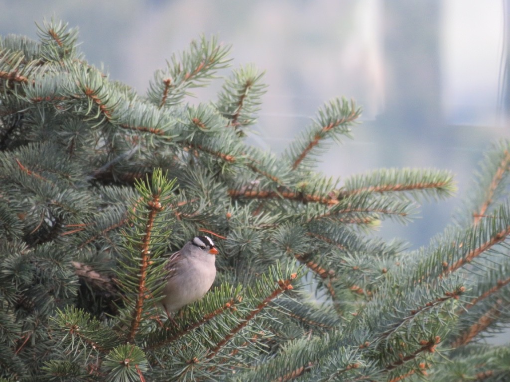 White-crowned Sparrow - Cathy  Ross
