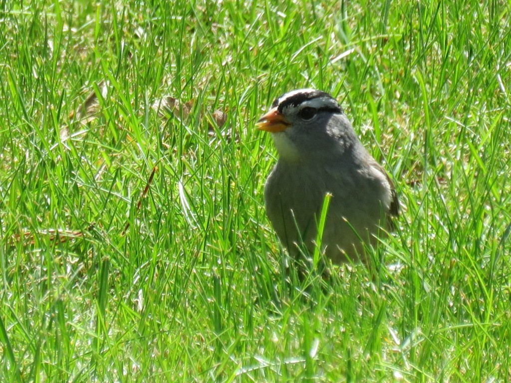 White-crowned Sparrow - ML64265481
