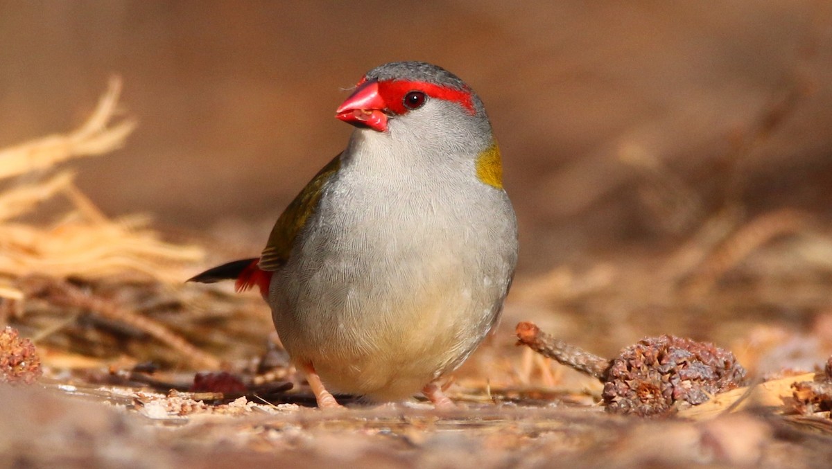 Red-browed Firetail - Thalia and Darren Broughton