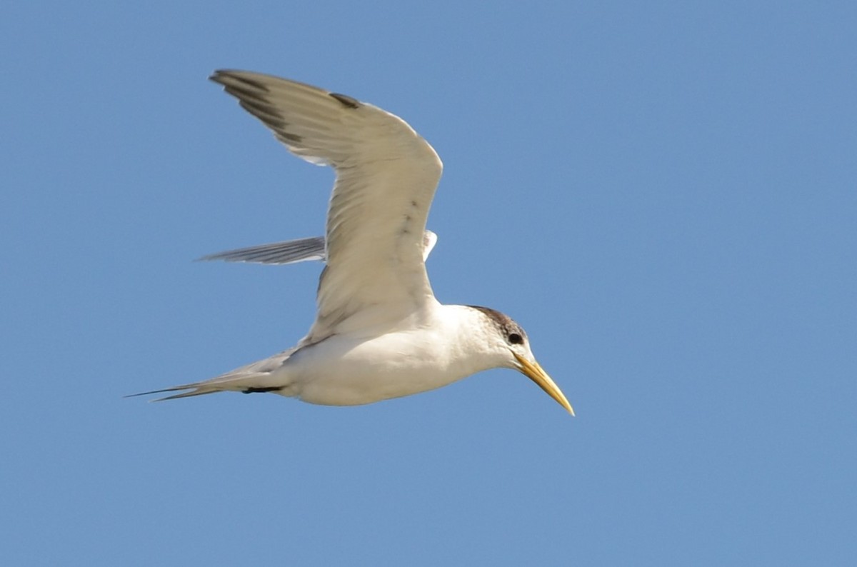 Great Crested Tern - ML64269611