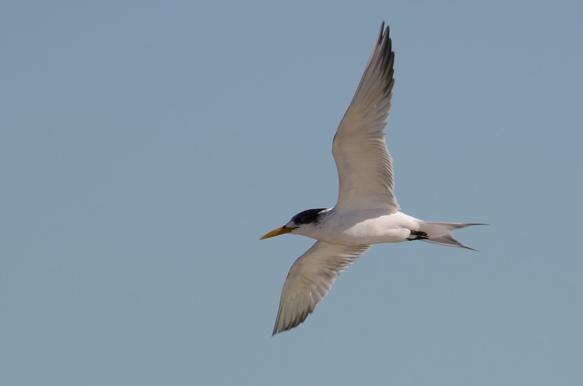 Great Crested Tern - ML64269621
