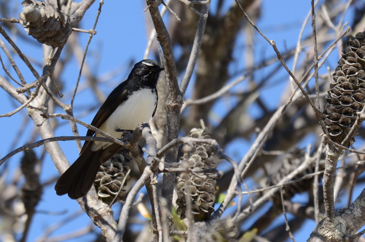 Willie-wagtail - ML64269731