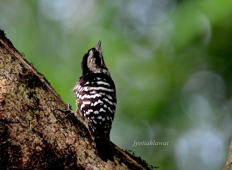 Gray-capped Pygmy Woodpecker - Jyoti Rani Ahlawat