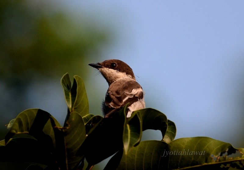 Bar-winged Flycatcher-shrike - Jyoti Rani Ahlawat