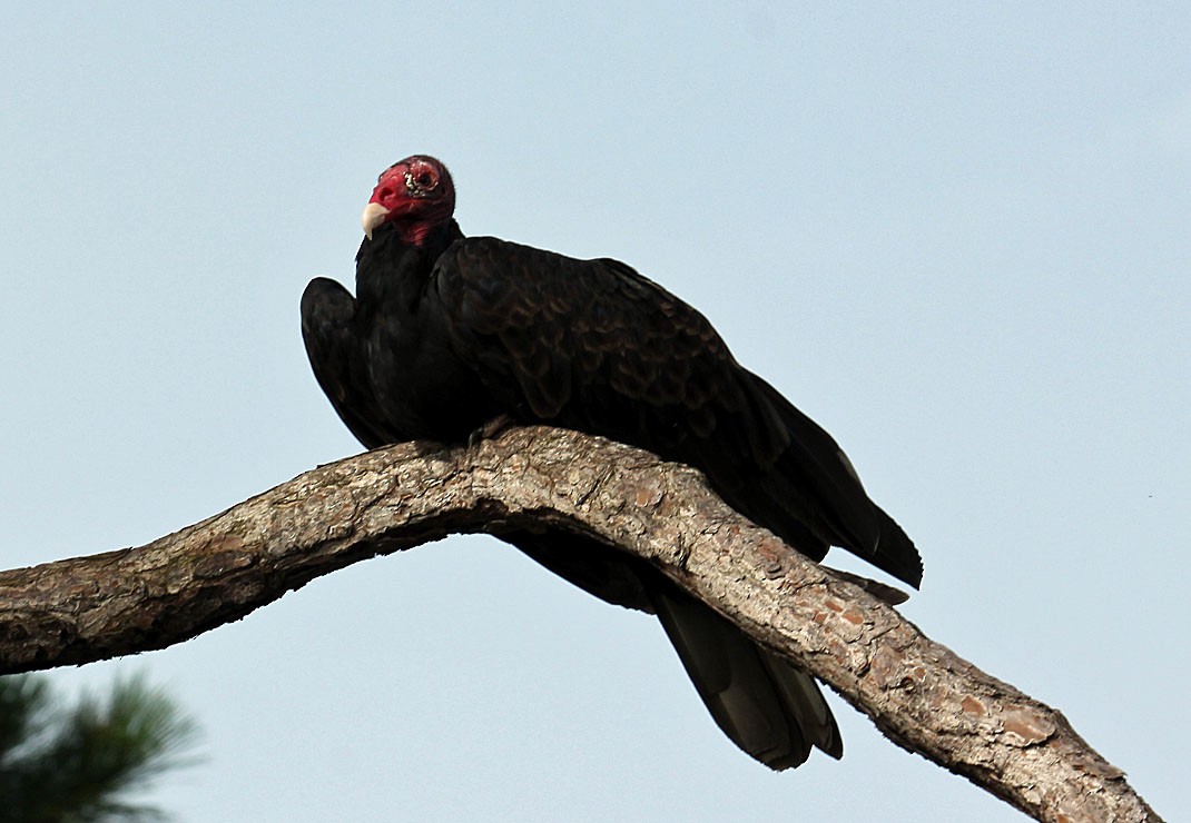Turkey Vulture - Pat Mulligan