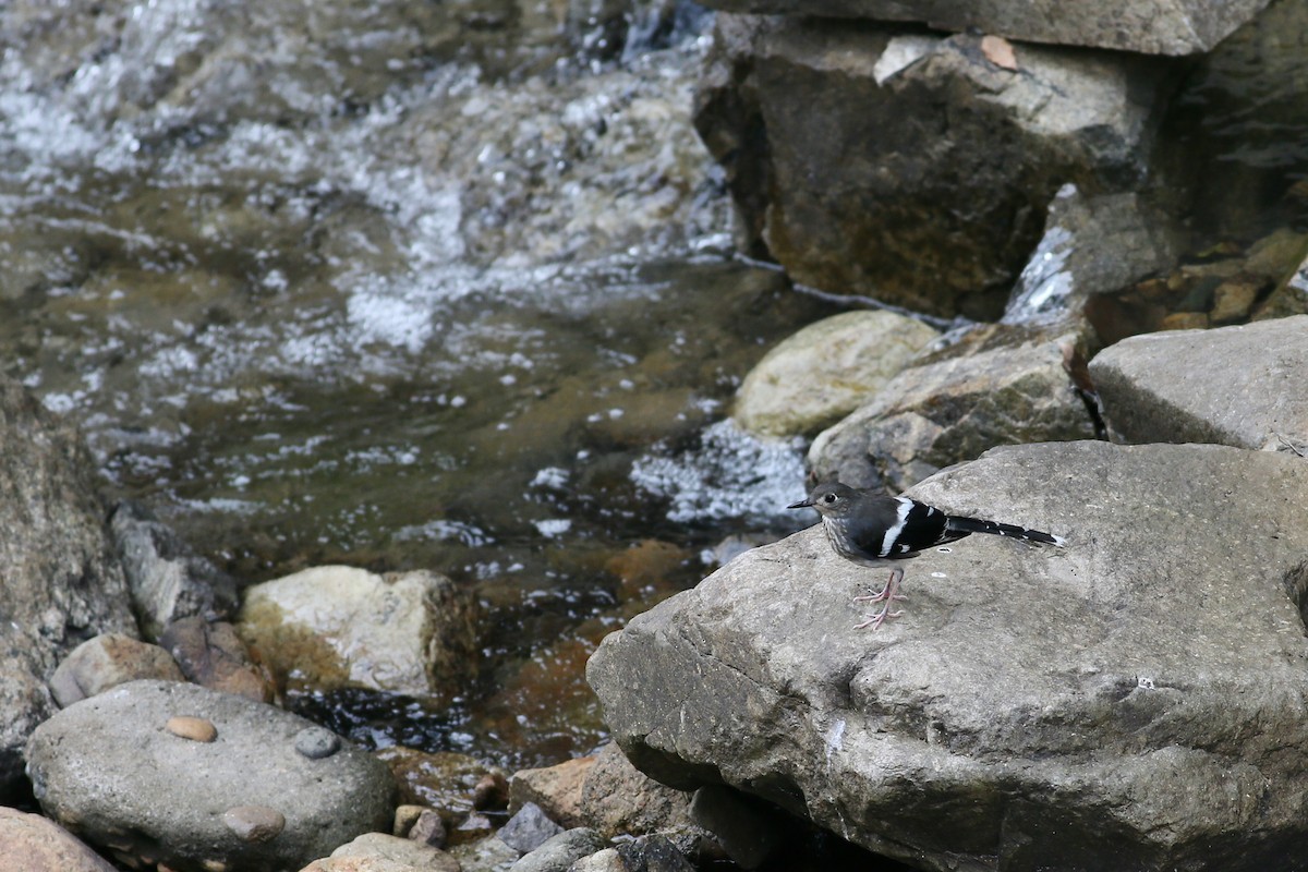 Slaty-backed Forktail - Ting-Wei (廷維) HUNG (洪)