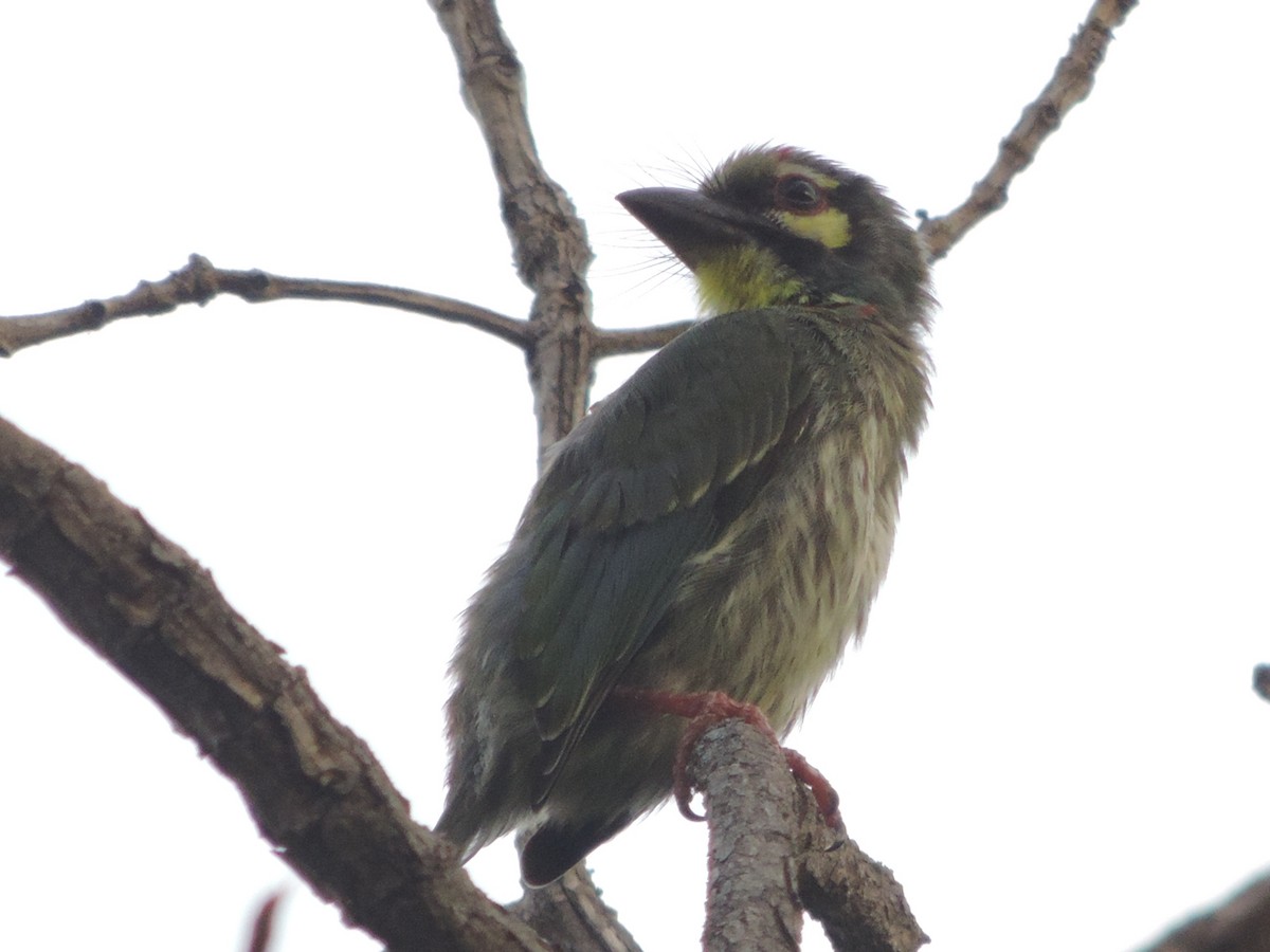 Coppersmith Barbet - Win Nwe