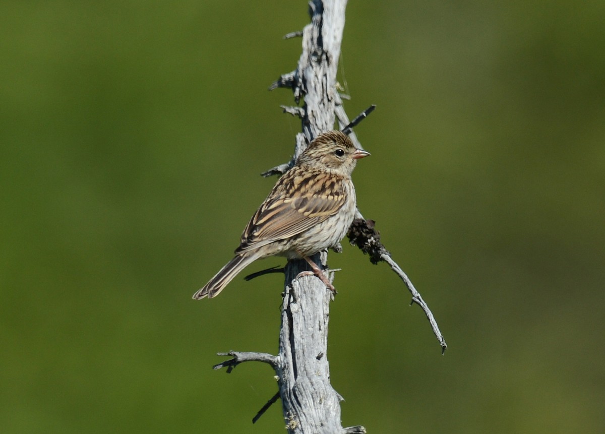 Chipping Sparrow - ML64274241