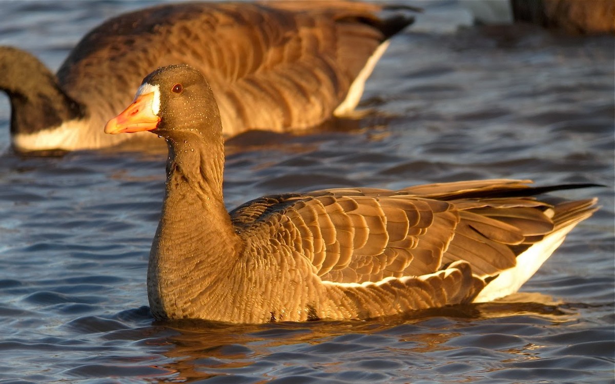 Greater White-fronted Goose - ML64274471