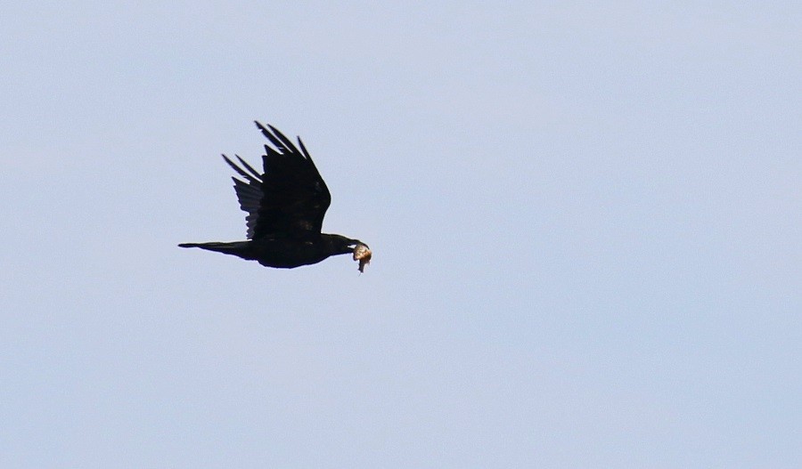 Common Raven - Kari Varpenius