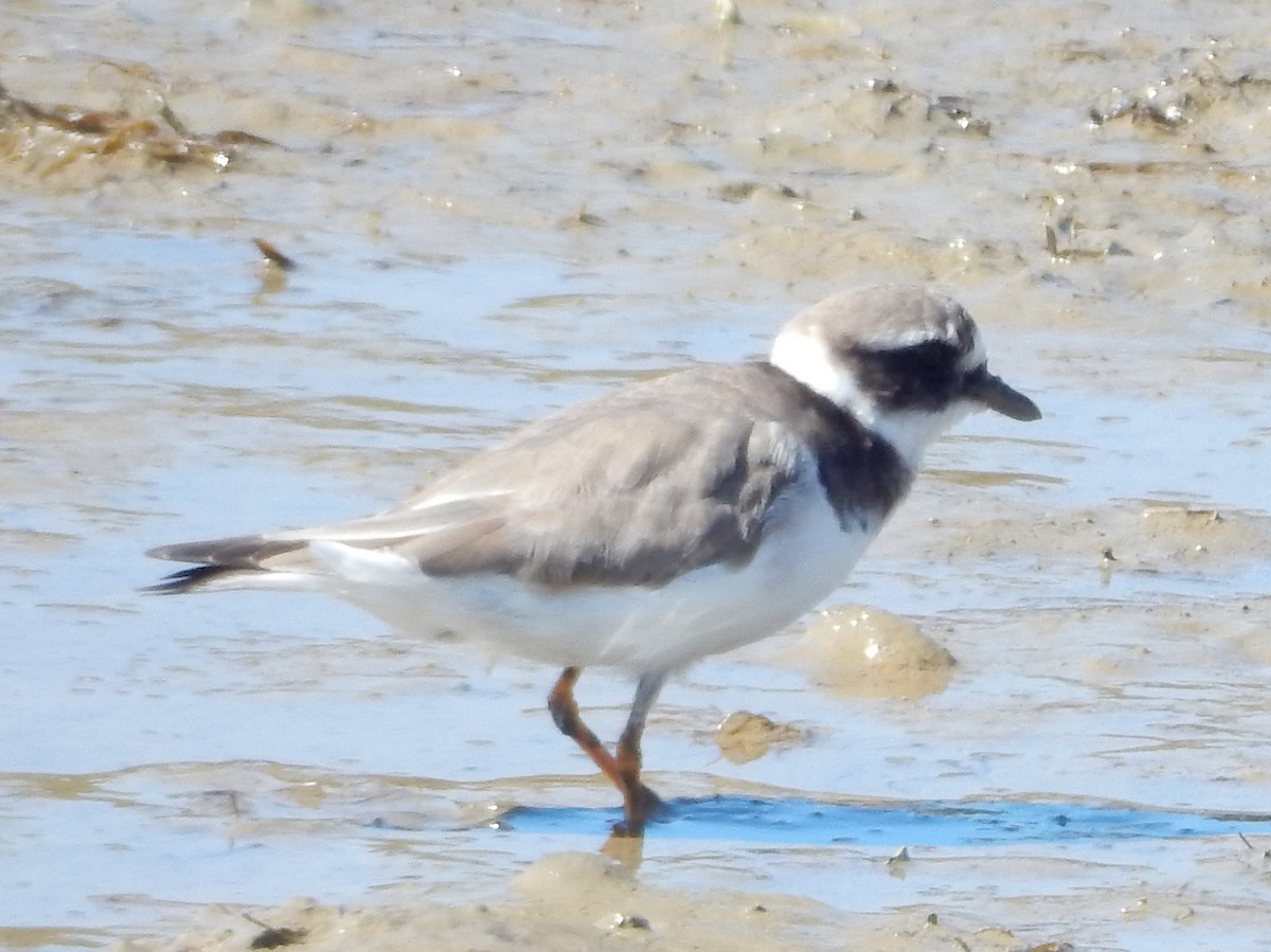 Common Ringed Plover - ML64279641