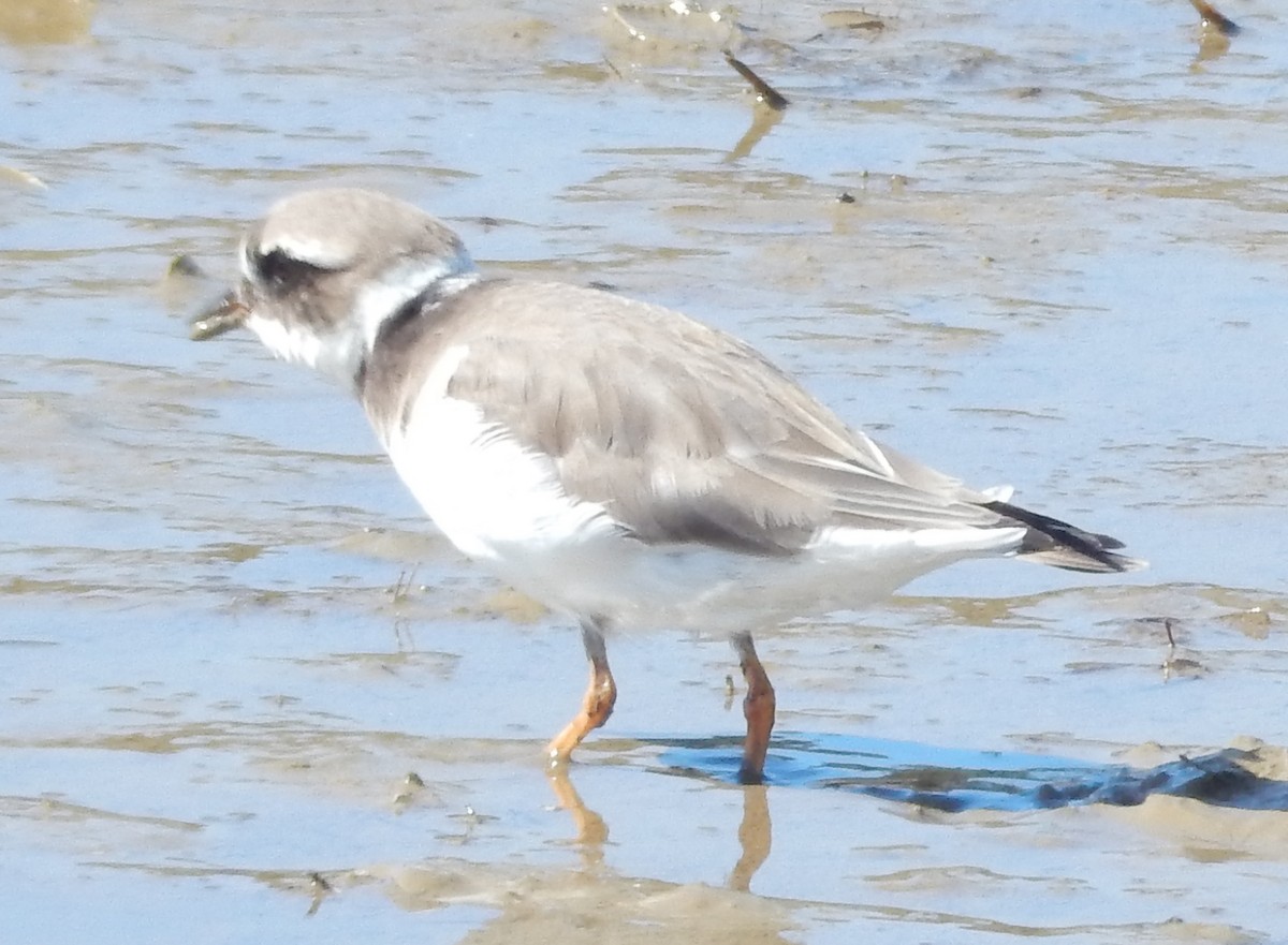 Common Ringed Plover - ML64279651