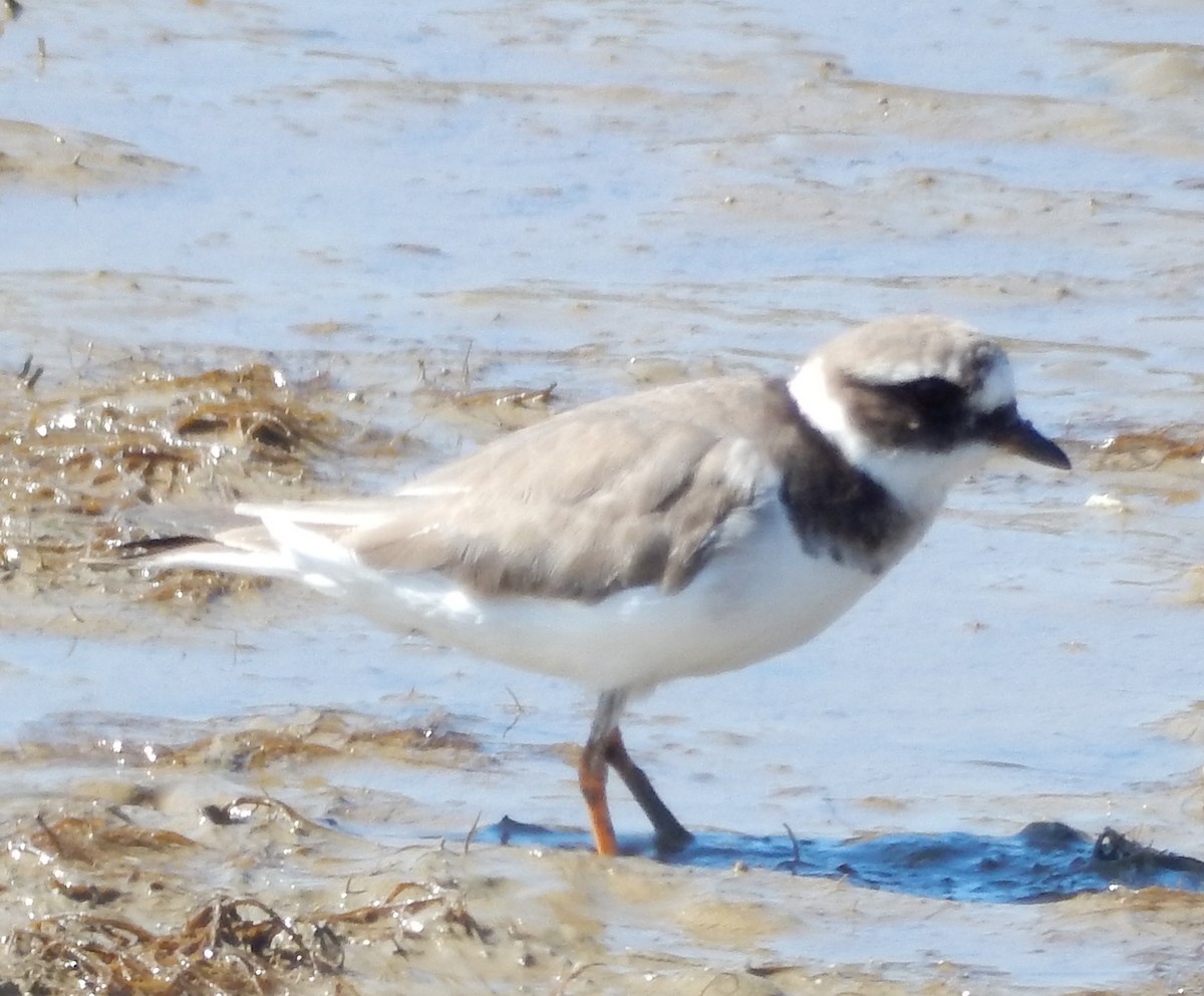 Common Ringed Plover - ML64279671