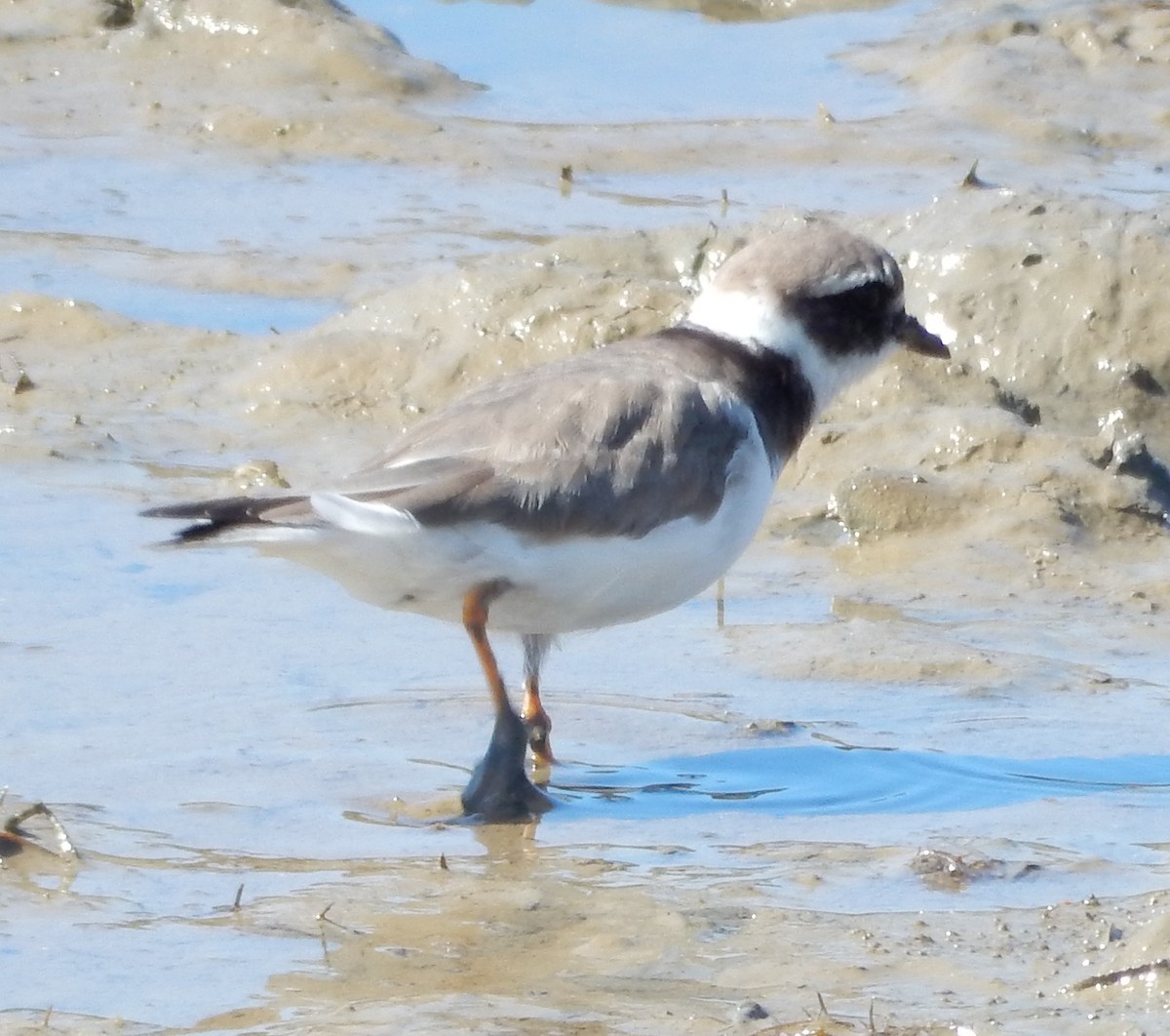 Common Ringed Plover - ML64279701