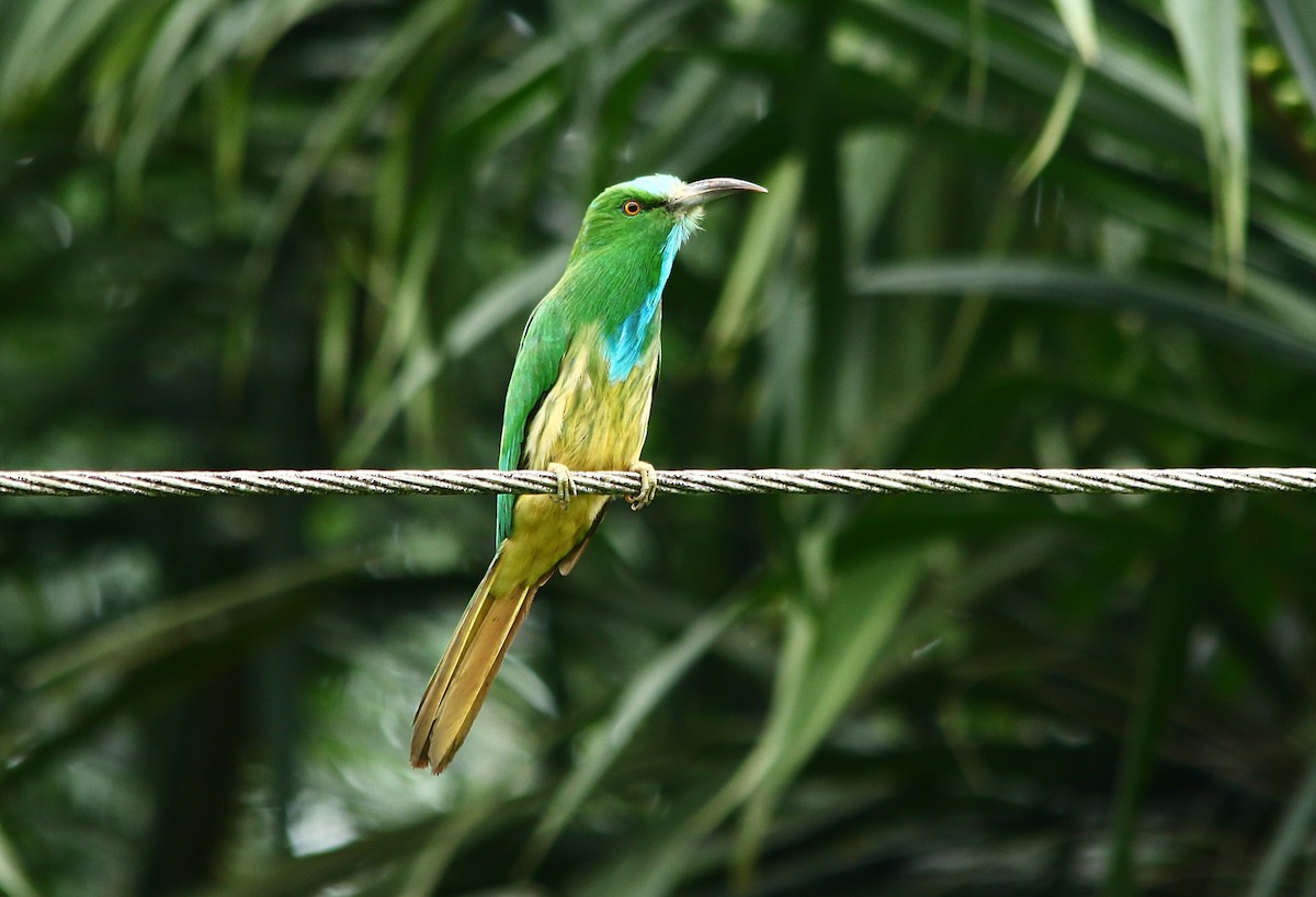 Blue-bearded Bee-eater - raveendran kc