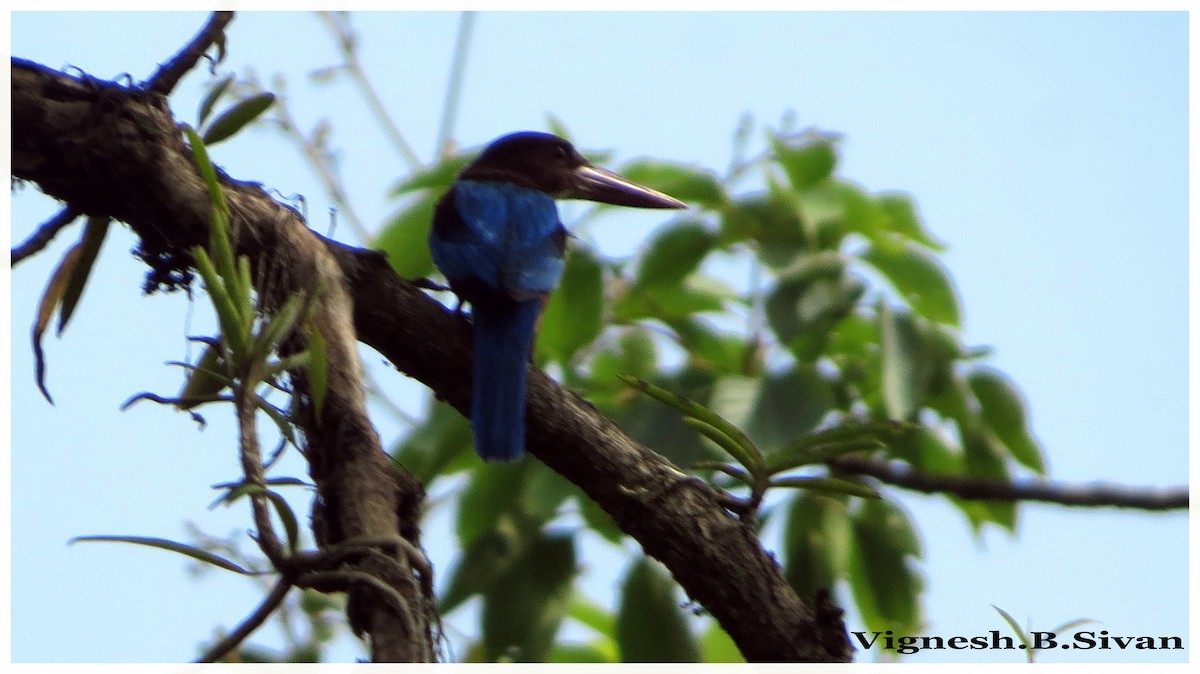 White-throated Kingfisher - Vignesh .B.Sivan