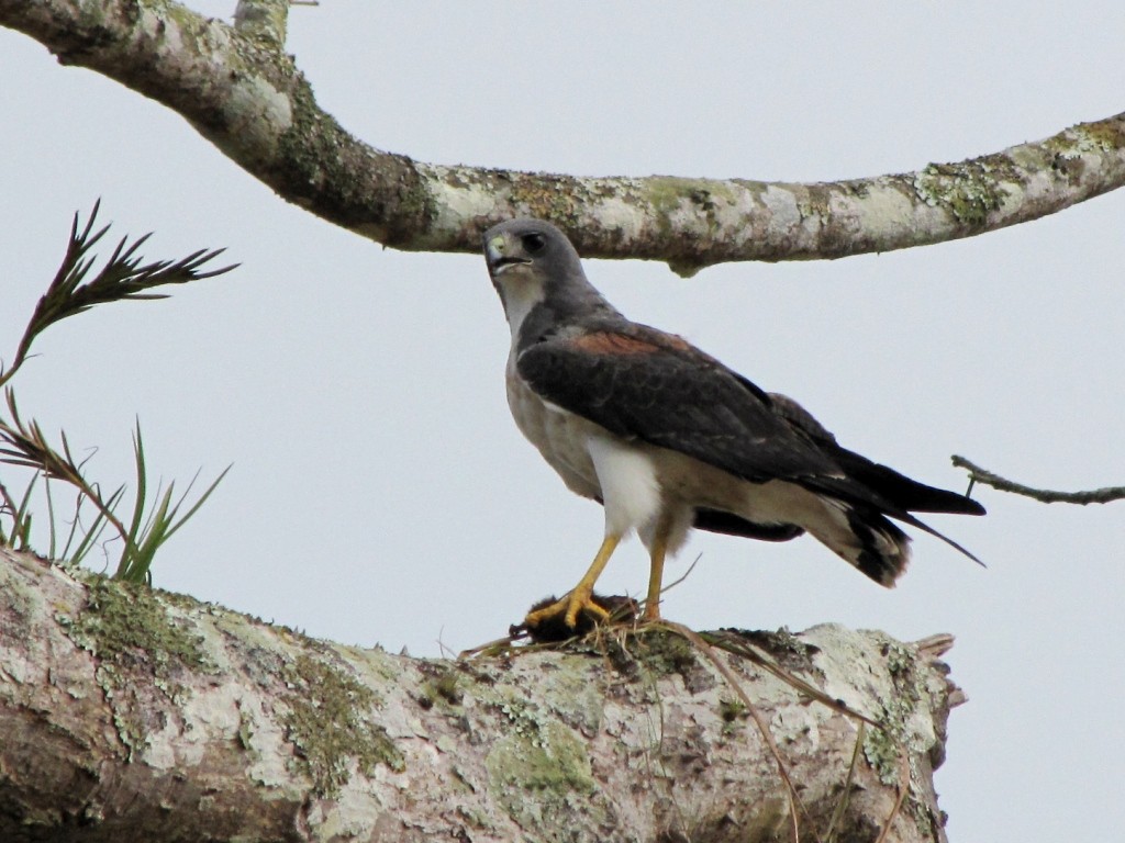 White-tailed Hawk - Jan Meerman