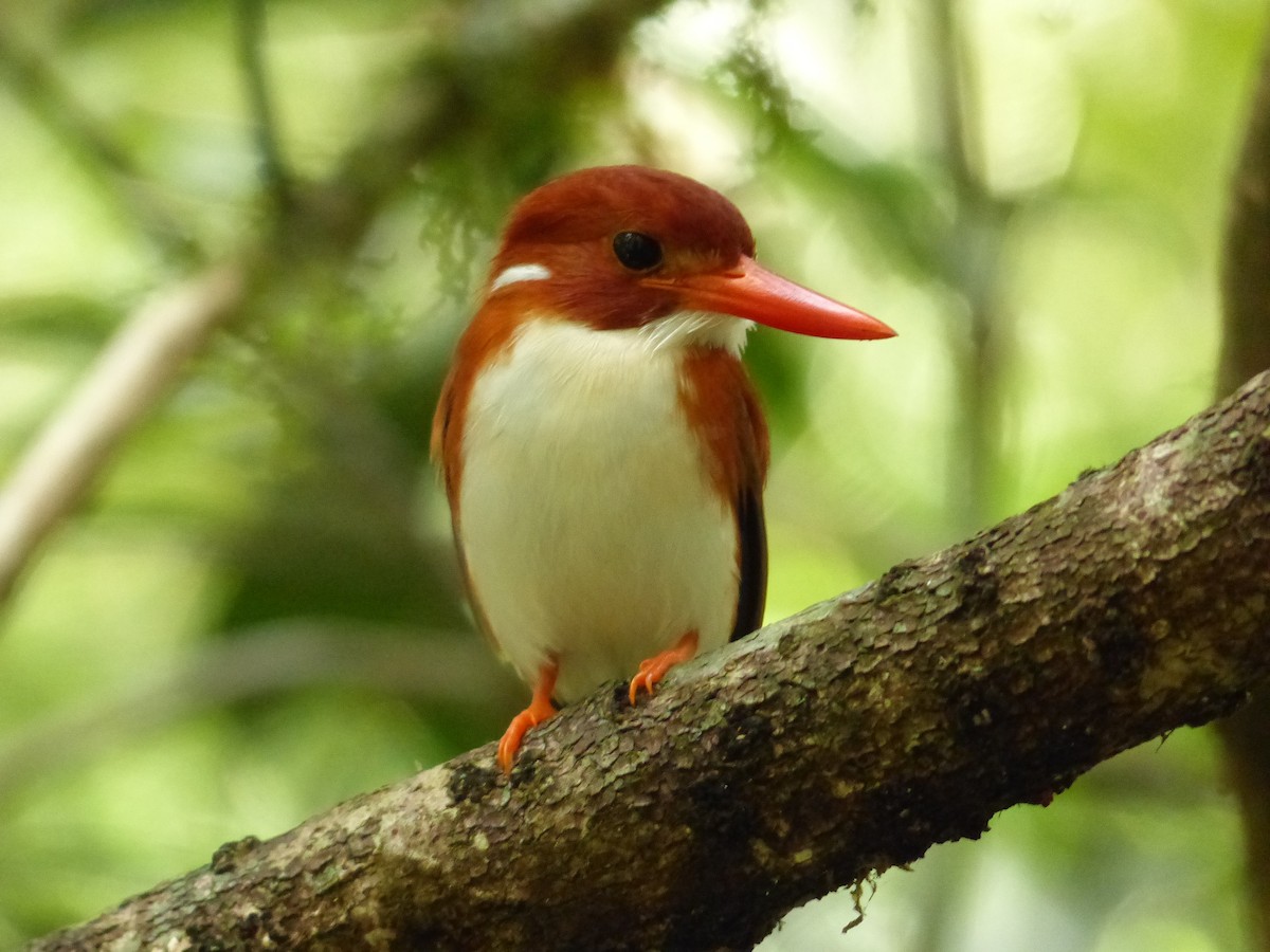 Madagascar Pygmy Kingfisher - ML64283261