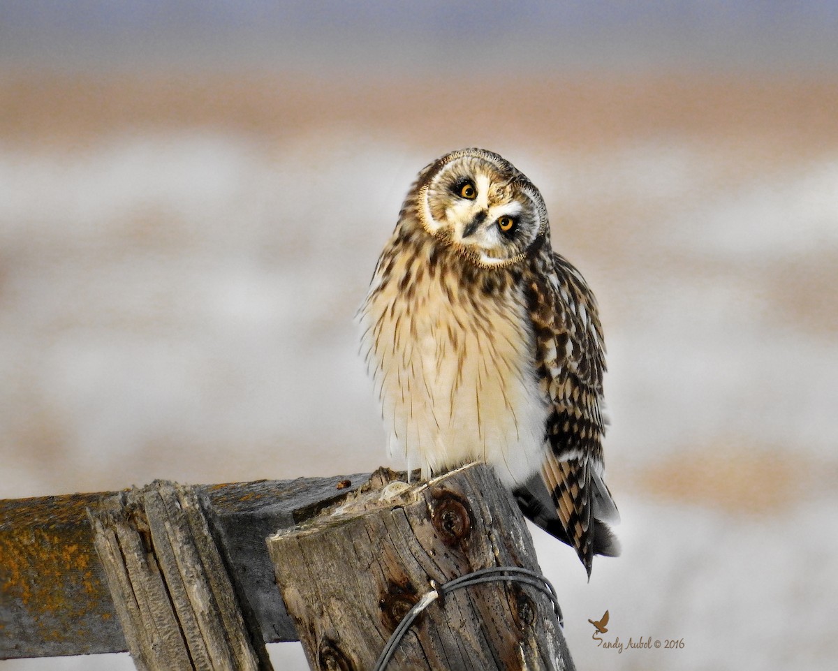 Short-eared Owl - ML64284601