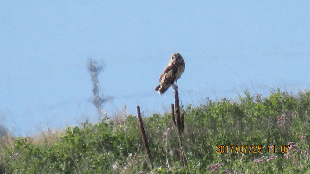 Short-eared Owl - ML64286281