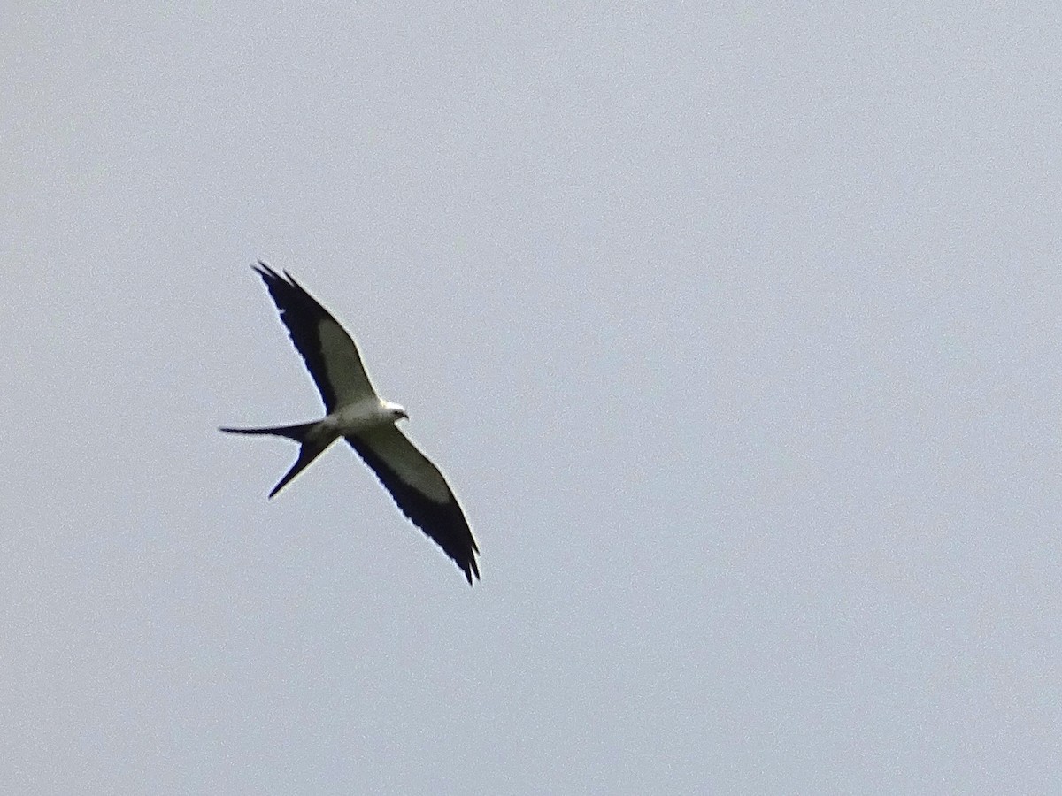Swallow-tailed Kite - Jan Meerman