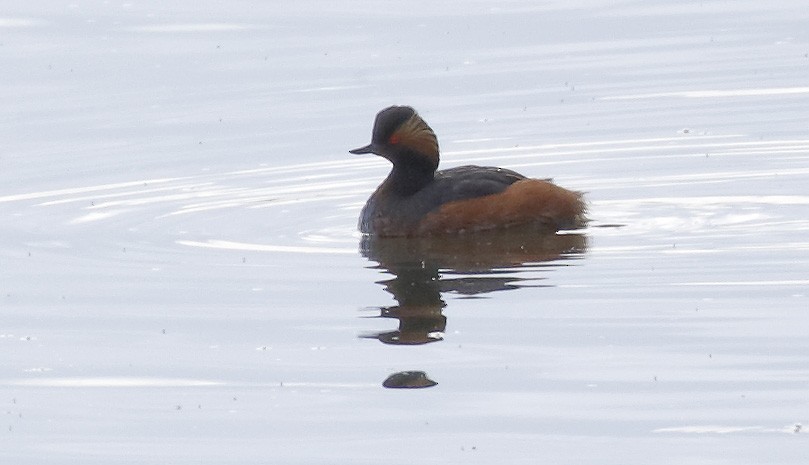 Eared Grebe - Dave Curtis