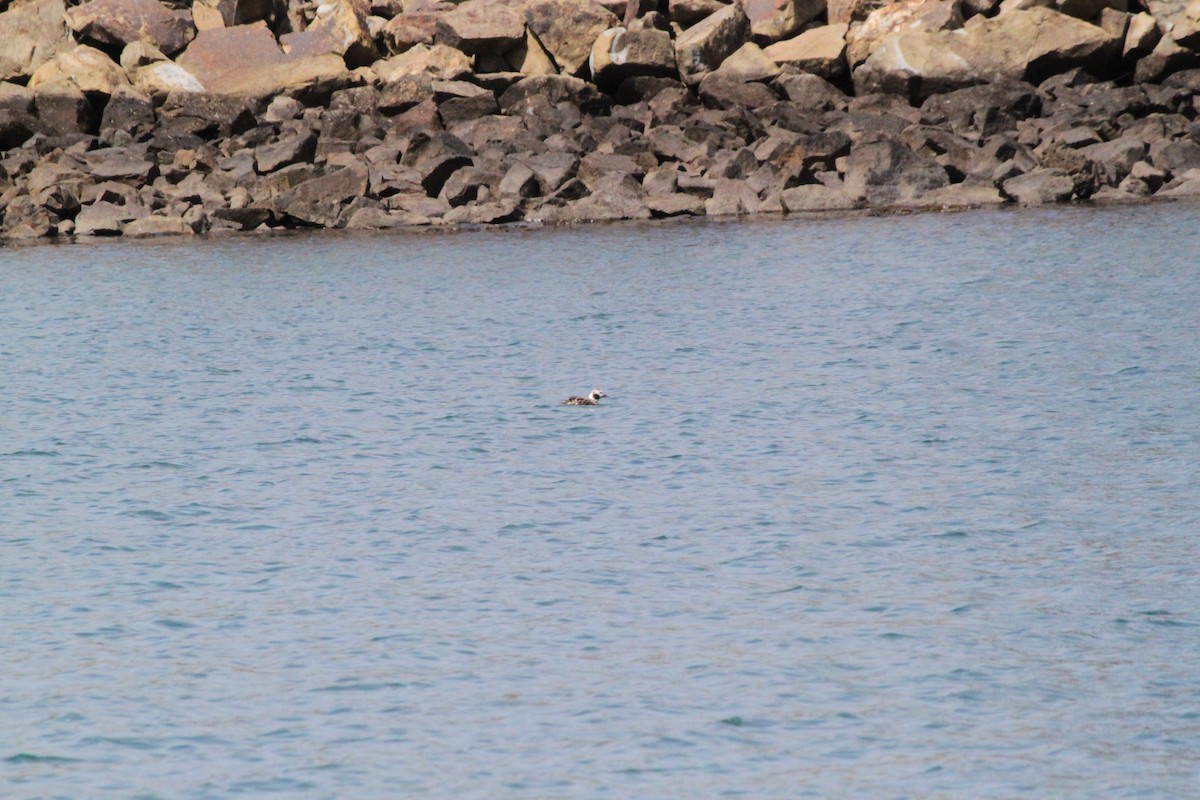 Long-tailed Duck - ML64290931