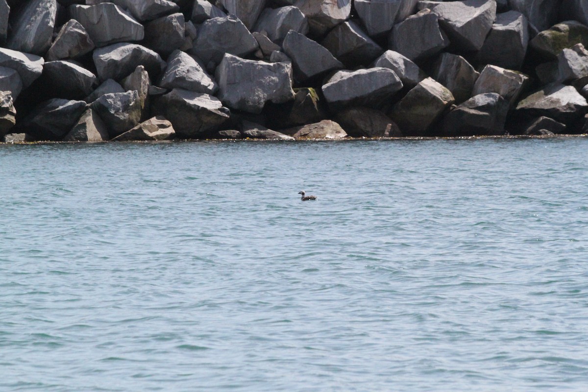 Long-tailed Duck - ML64291061