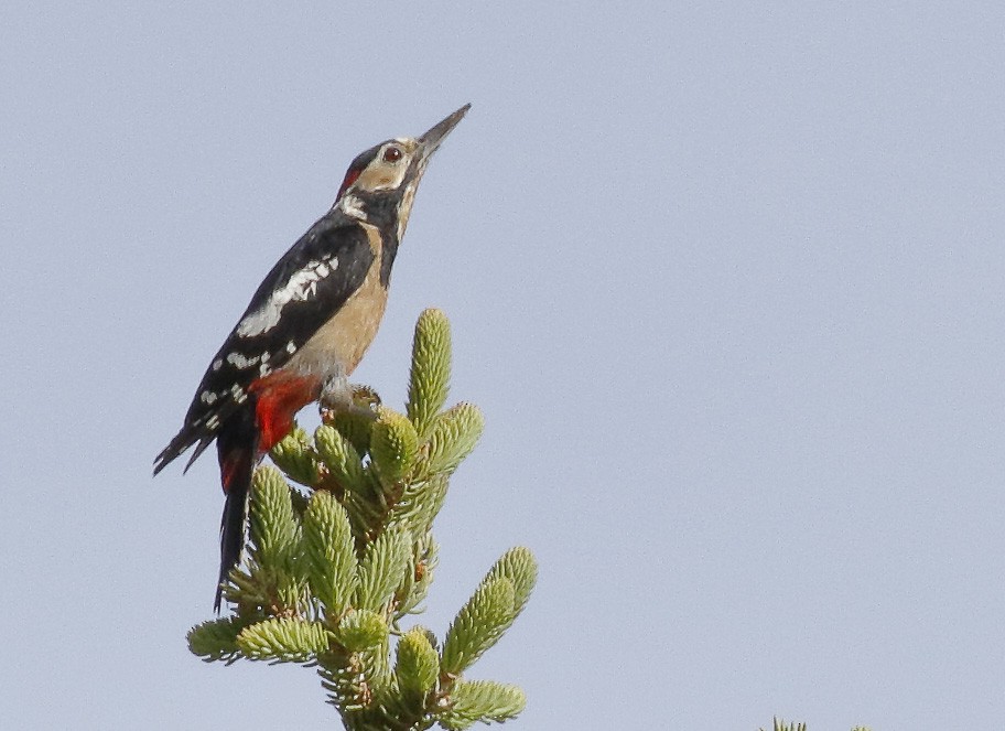 Great Spotted Woodpecker (cabanisi/stresemanni) - Dave Curtis