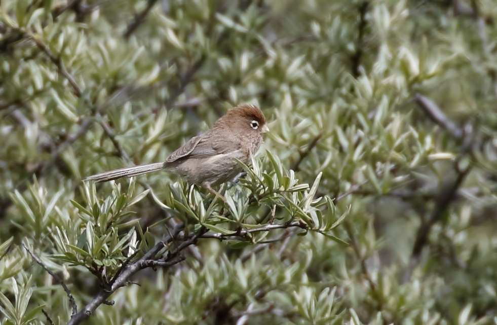 Spectacled Parrotbill - Dave Curtis