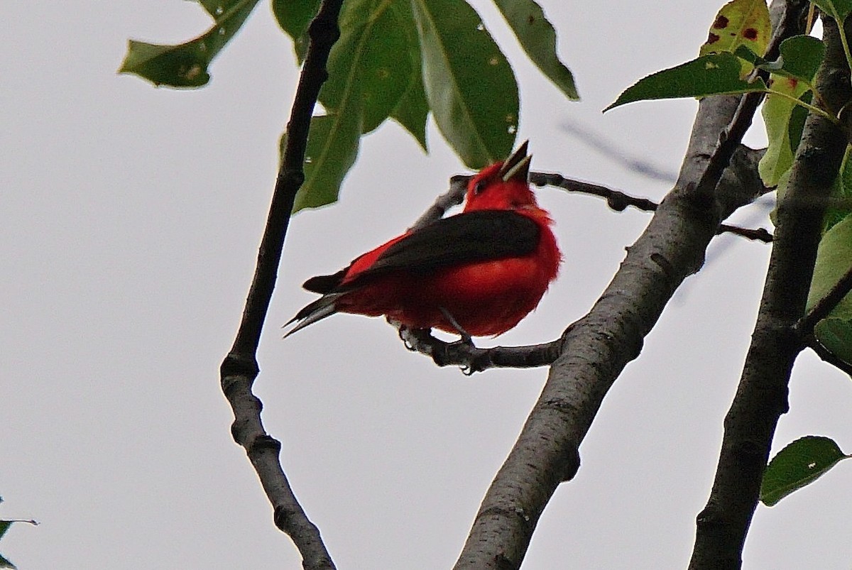 Scarlet Tanager - ML64292201