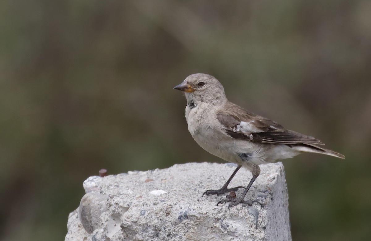 Black-winged Snowfinch - Dave Curtis