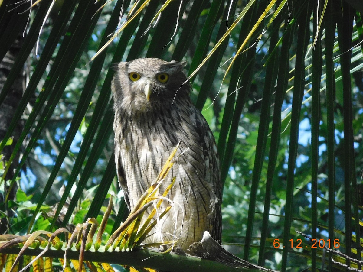 Brown Fish-Owl - GIRISHKUMAR K