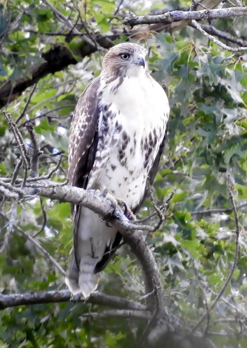 Red-tailed Hawk - Dawn Fronk