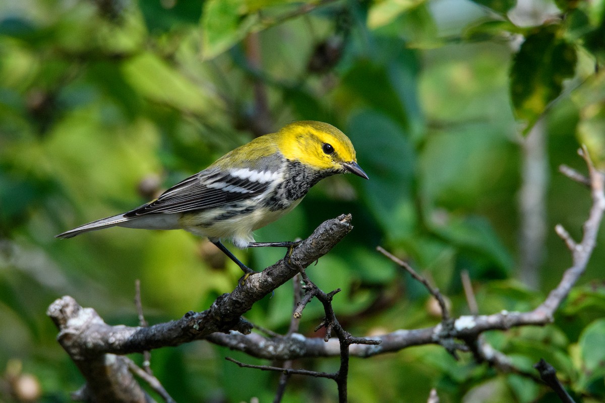 Black-throated Green Warbler - Andrew  Baxter