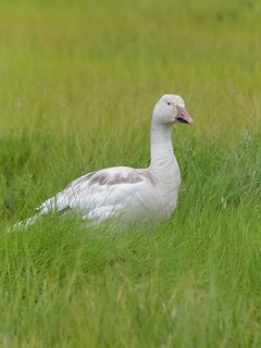 Snow Goose, ML64295251