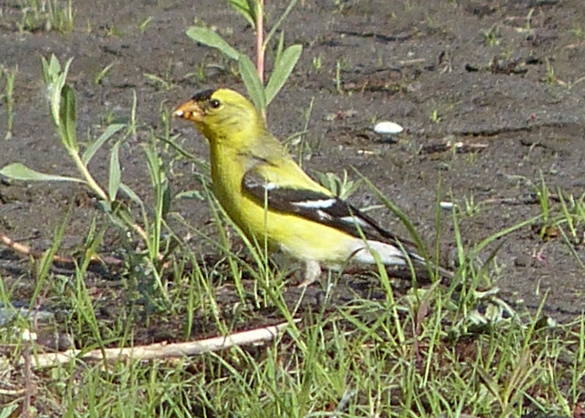 American Goldfinch - Andy Frank