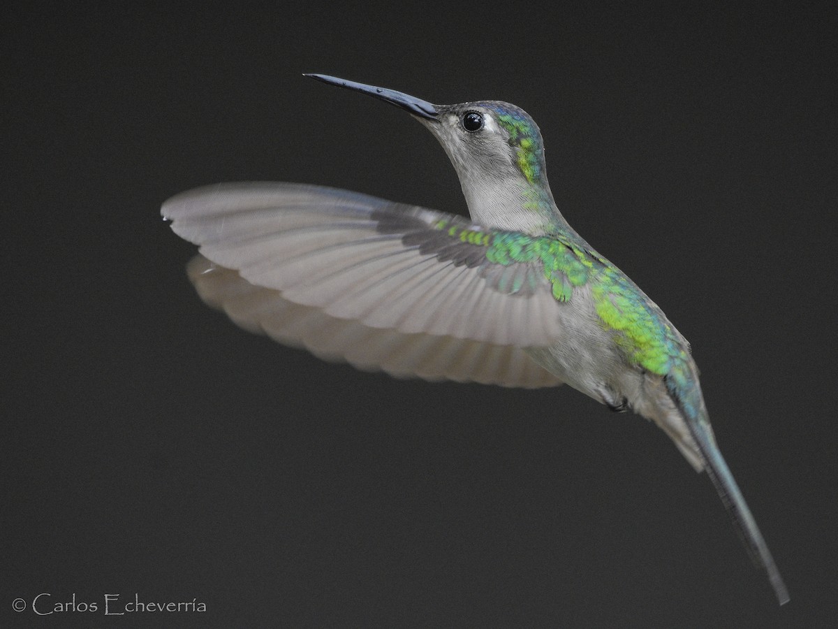 kolibřík klínoocasý - ML64298111