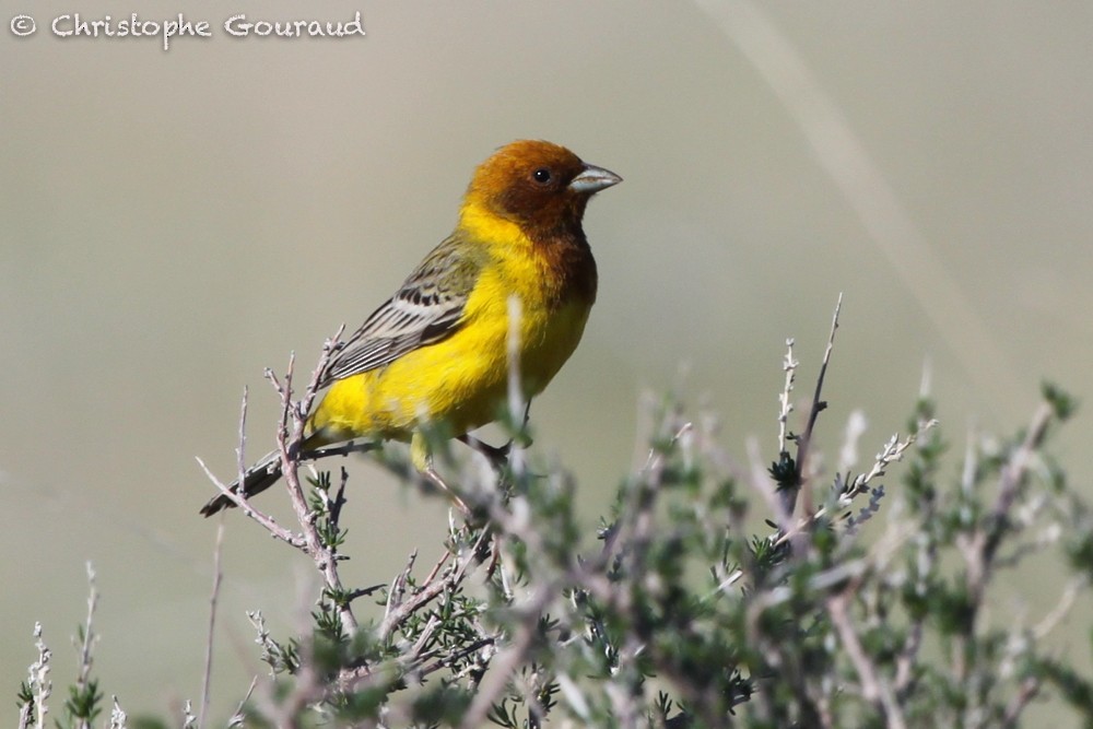 Red-headed Bunting - ML64299001