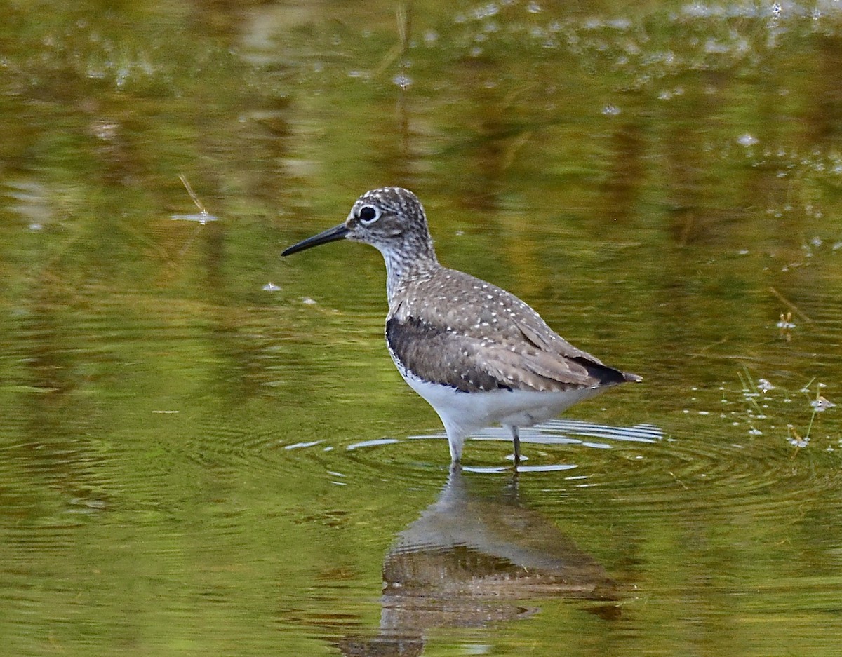 Solitary Sandpiper - George McHenry