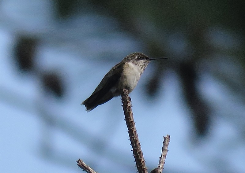 Ruby-throated Hummingbird - Karen Lebing