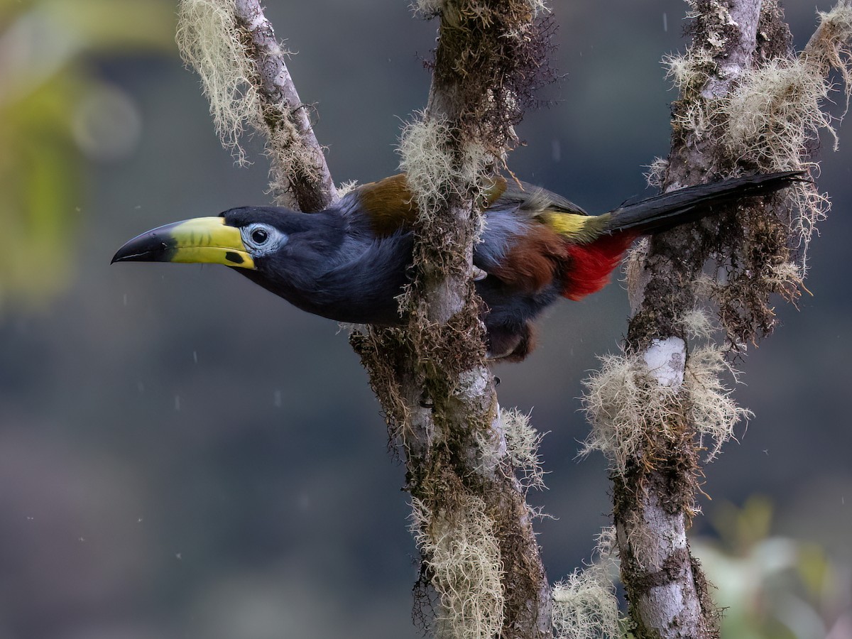 😱 O Pesadelo das Profundezas: Conheça o Tubarão-Duende, o Fóssil Vivo com  Mandíbula de Mola! 🦈👹 O oceano esconde criaturas que parecem puramente  ficcionais! Conheça o Tubarão-Duende (Mitsukurina owstoni), uma das espécies, image size:1200x900