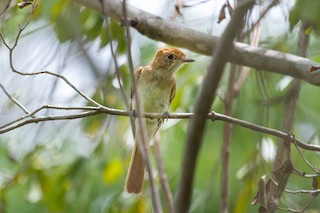  - Ash-throated Casiornis