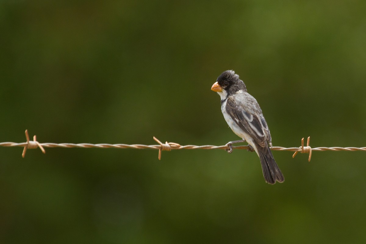 White-throated Seedeater - ML64304841