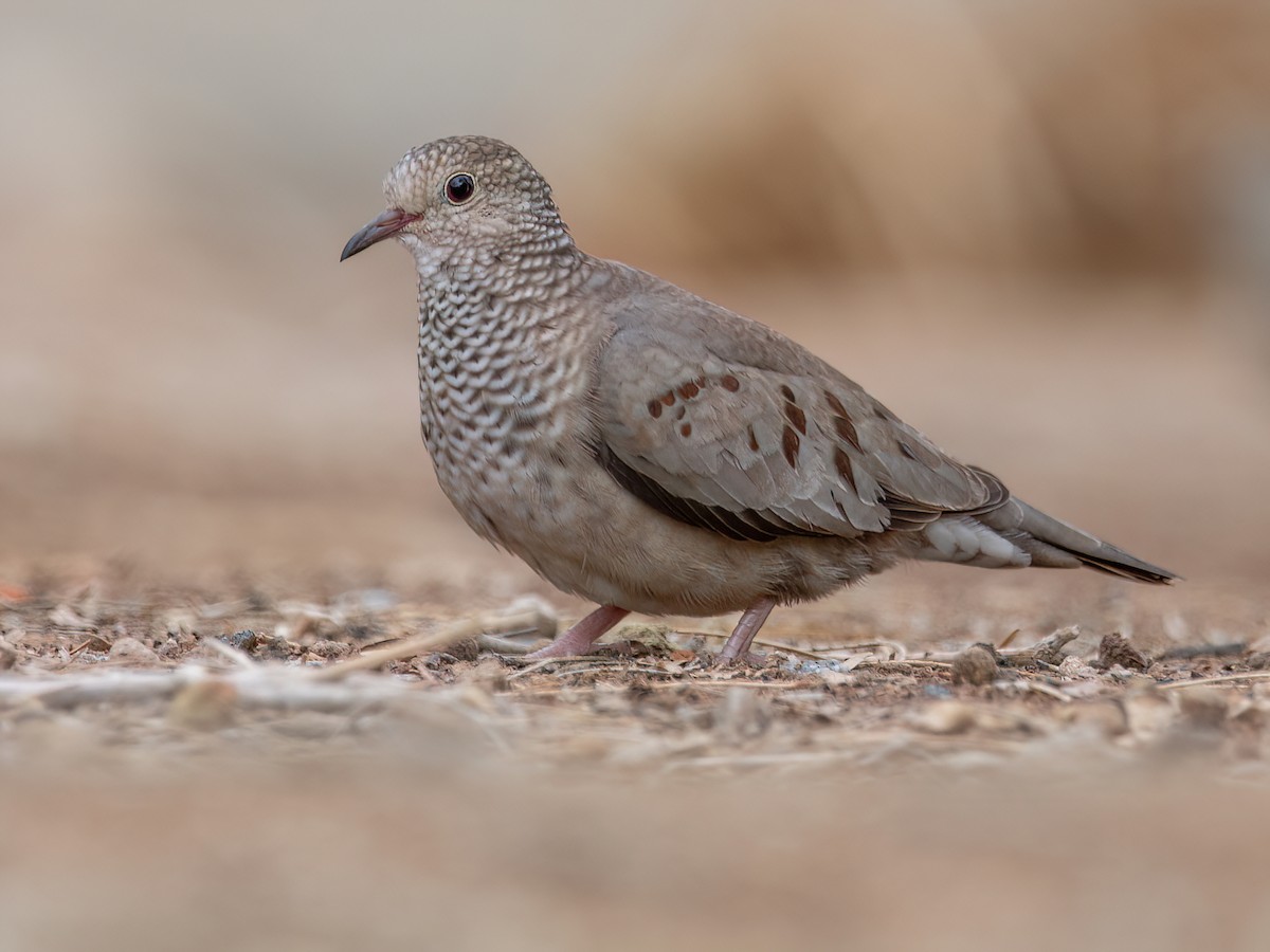 Common Ground Dove Columbina Passerina Birds Of The World