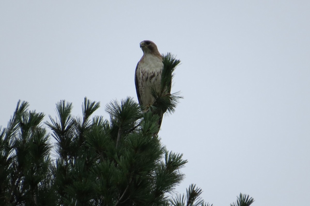Red-tailed Hawk - ML64305751