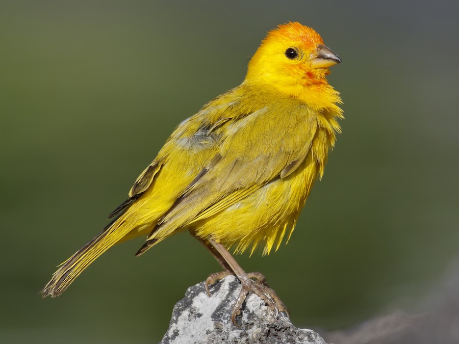 Saffron Finch