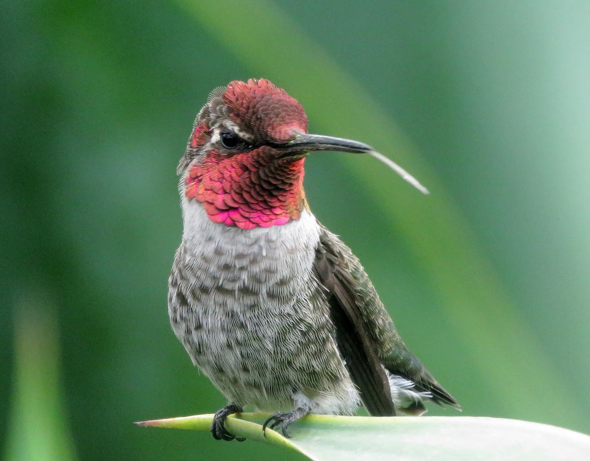 Anna's Hummingbird - ML64308131