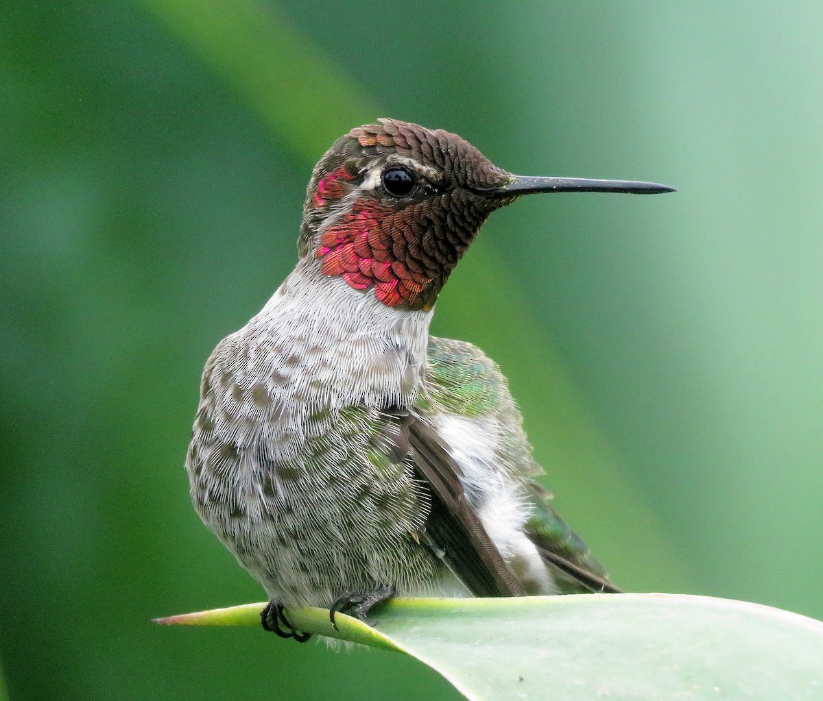 Anna's Hummingbird - ML64308171